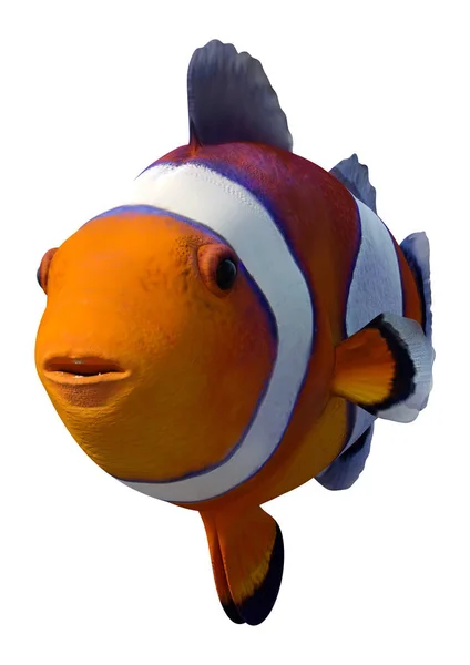 Rendering Orange Clownfish Amphiprion Percula Percula Clownfish Clown Anemonefish Isolated — Stock Photo, Image