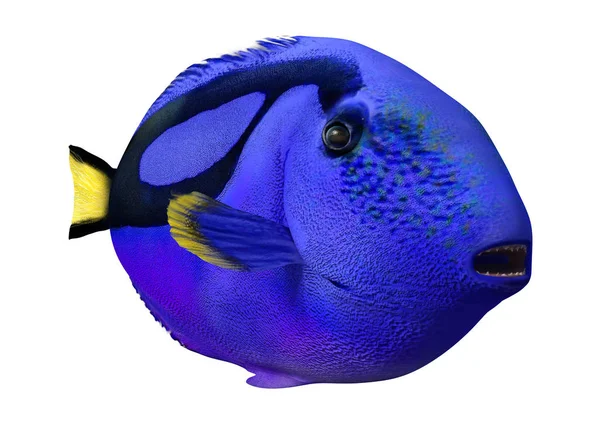 Rendering Blue Tang Fish Paracanthurus Hepatus Isolated White Background — Stock Photo, Image