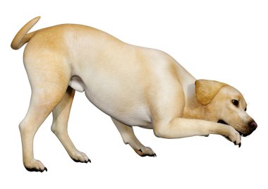 Beyaz arka planda izole edilmiş sarı labrador köpeğinin 3 boyutlu görüntüsü