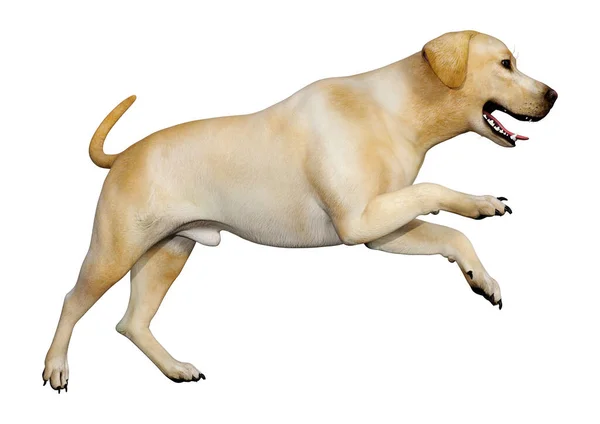 Rendering Eines Gelben Labrador Hundes Isoliert Auf Weißem Hintergrund — Stockfoto