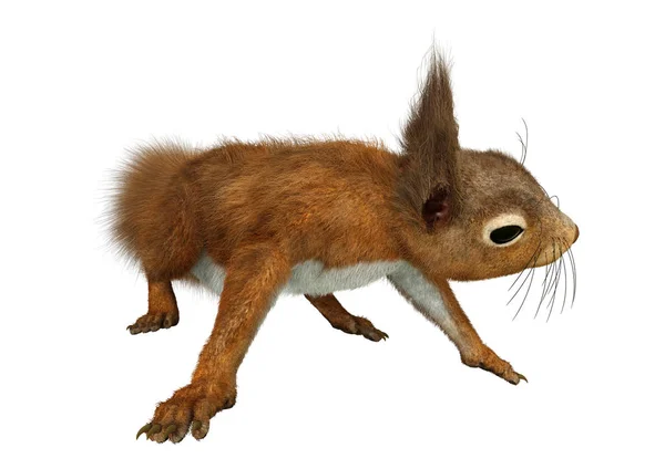 Darstellung Eines Europäischen Roten Eichhörnchens Isoliert Auf Weißem Hintergrund — Stockfoto