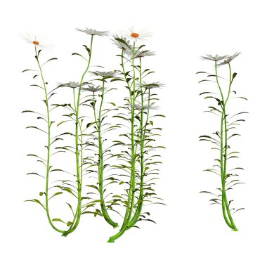 Beyaz arkaplanda izole edilmiş üç boyutlu löanthemum papatya çiçekleri