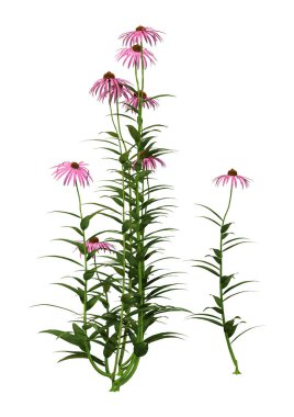 Beyaz arkaplanda izole edilmiş koni çiçeklerinin 3d görüntülenmesi