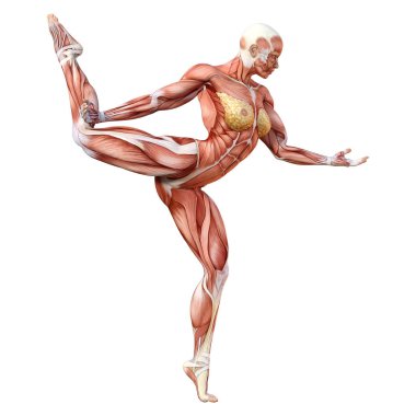 Beyaz arka planda izole edilmiş kas haritaları olan üç boyutlu bir kadın figürü