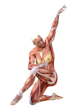 Beyaz arka planda izole edilmiş kas haritaları olan üç boyutlu bir kadın figürü
