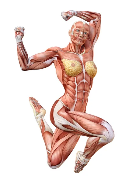 Rendering Female Figure Muscle Maps Isolated White Background — Stock Photo, Image