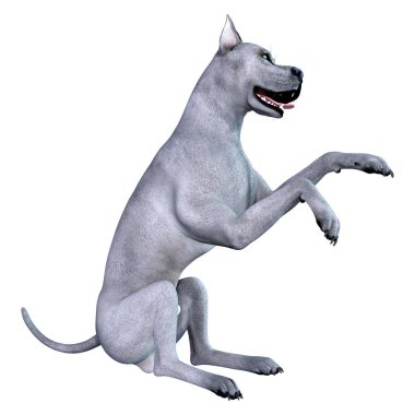 Beyaz arka plan üzerinde izole mavi bir Danua köpek 3D render