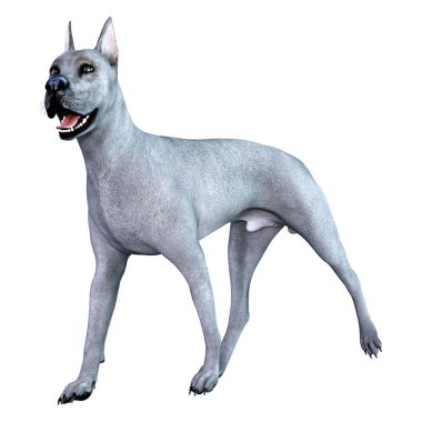 Beyaz arka plan üzerinde izole mavi bir Danua köpek 3D render