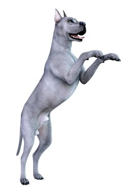 Beyaz arka plan üzerinde izole mavi bir Danua köpek 3D render