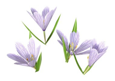 Beyaz arkaplanda izole edilmiş üç boyutlu crocus çiçekleri oluşturma