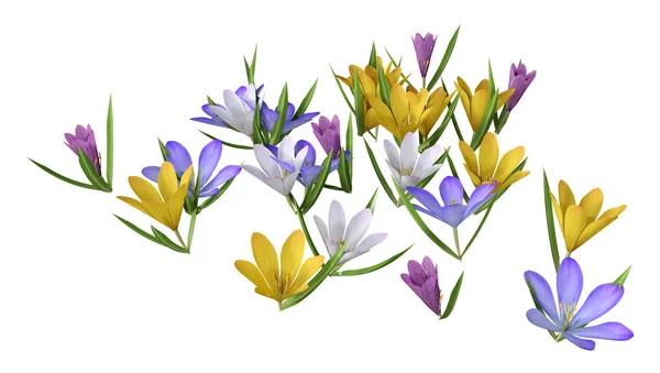 Återgivning Krokus Blommor Isolerad Vit Bakgrund — Stockfoto