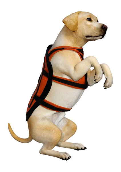 基于白色背景隔离的黄色拉布拉多救援犬3D渲染 — 图库照片