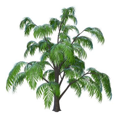 Beyaz arkaplanda izole edilmiş yeşil albizia ağacının 3 boyutlu canlandırması