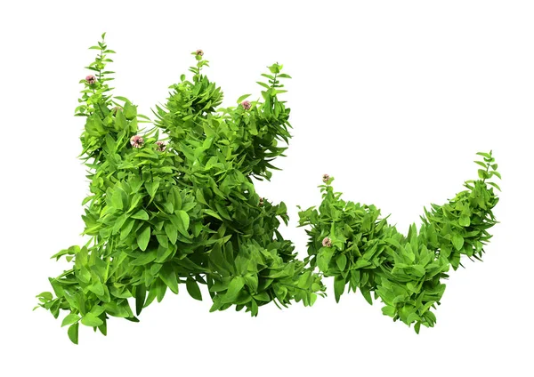 Återgivning Gröna Oregano Växter Med Blommor Isolerade Vit Bakgrund — Stockfoto