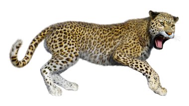 Beyaz arka planda izole edilmiş büyük bir kedi leoparının 3B görüntüsü