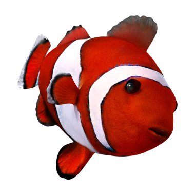 Beyaz arkaplanda 3 boyutlu bir kırmızı palyaço balığı ya da anemonik görüntüsü