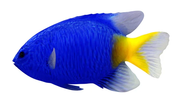 Darstellung Eines Gelbschwanzfisches Isoliert Auf Weißem Hintergrund — Stockfoto