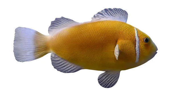 Beyaz Arka Planda Izole Edilmiş Sarı Bir Palyaço Balığının Boyutlu — Stok fotoğraf