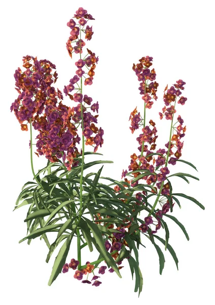 Rendu Une Orchidée Hiver Plante Wallflower Fleurs Isolée Sur Fond — Photo