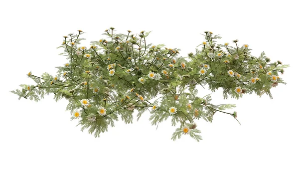 Rendu Plantes Camomille Avec Des Fleurs Isolées Sur Fond Blanc — Photo