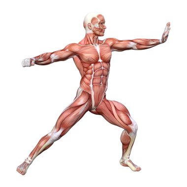 Beyaz arka planda izole edilmiş kas haritaları olan bir erkek figürünün 3 boyutlu görüntülenmesi