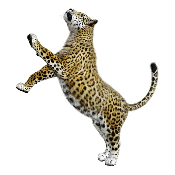 Rendering Big Cat Jaguar Isolated White Background — Stock Photo, Image