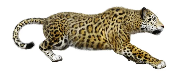 Rendu Gros Chat Jaguar Isolé Sur Fond Blanc — Photo