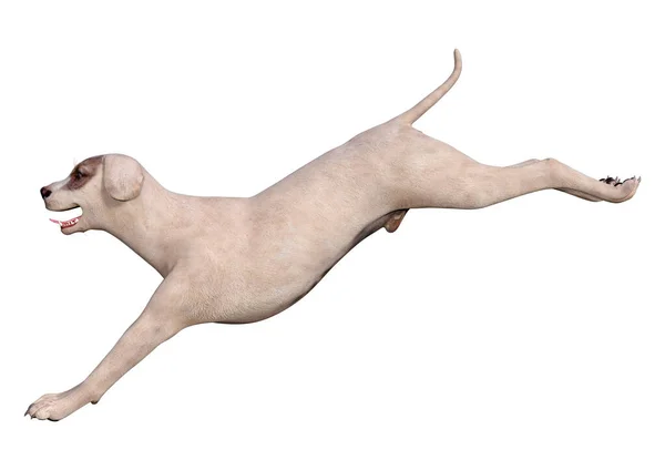 Återgivning Korsning Hund Isolerad Vit Bakgrund — Stockfoto