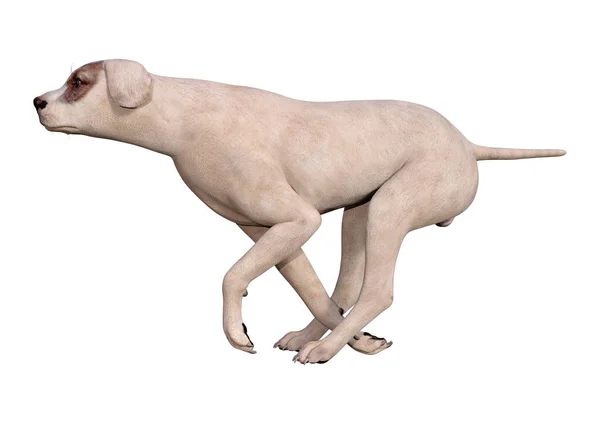 Beyaz Arka Planda Izole Edilmiş Melez Bir Köpeğin Boyutlu Canlandırması — Stok fotoğraf