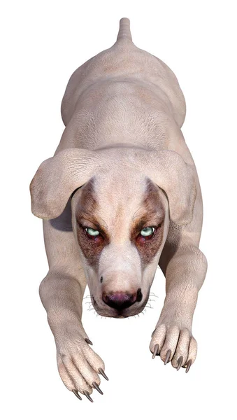 Återgivning Korsning Hund Isolerad Vit Bakgrund — Stockfoto