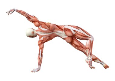 Beyaz arka planda izole edilmiş kas haritaları olan üç boyutlu bir kadın figürü