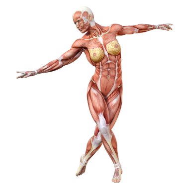 Beyaz arka planda izole edilmiş kas haritaları olan üç boyutlu bir kadın figürü