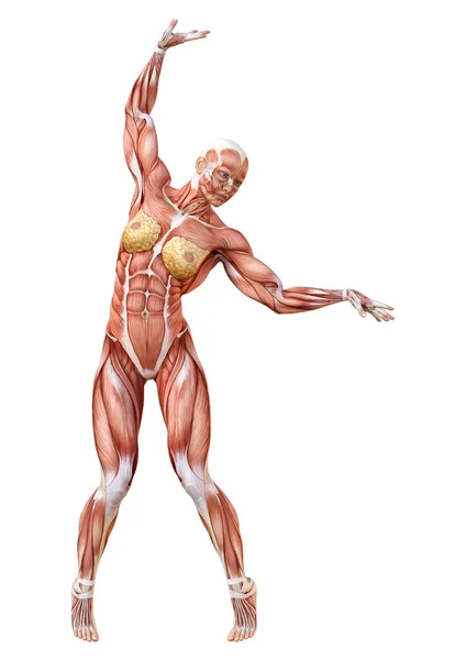 Rendering Female Figure Muscle Maps Isolated White Background — Stock Photo, Image