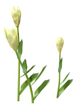 Beyaz arkaplanda izole edilmiş lale çiçeklerinin 3D çizimi