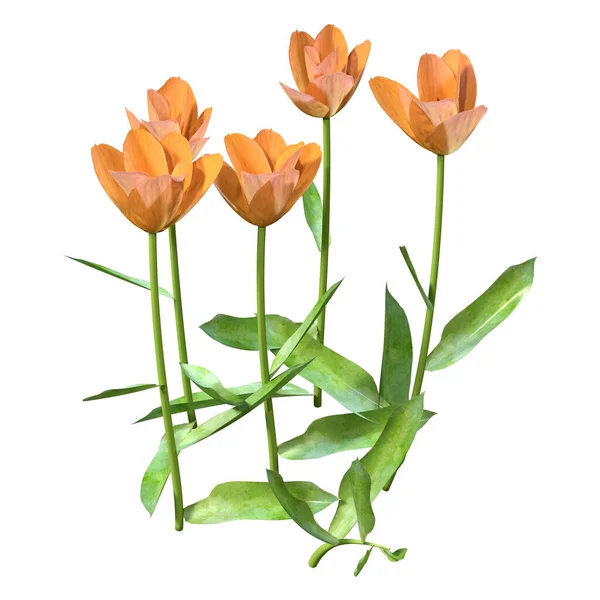 Illustration Tulpan Blommor Isolerad Vit Bakgrund — Stockfoto