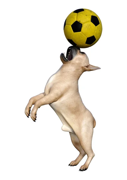 Απόδοση Ένα Ελαφάκι Γαλλικό Μπουλντόγκ Παίζοντας Μια Μπάλα Απομονωθεί Λευκό — Φωτογραφία Αρχείου