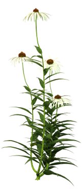 Beyaz arkaplanda izole edilmiş koni çiçeklerinin 3d görüntülenmesi