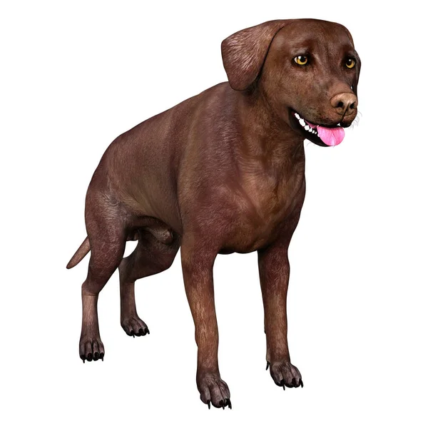 Weergave Van Een Bruine Labrador Hond Geïsoleerd Witte Achtergrond — Stockfoto