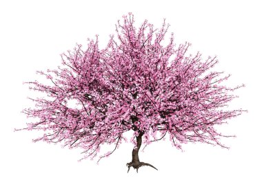 Beyaz arka plan üzerinde izole sakura ağacı çiçek açan bir pembe 3D render