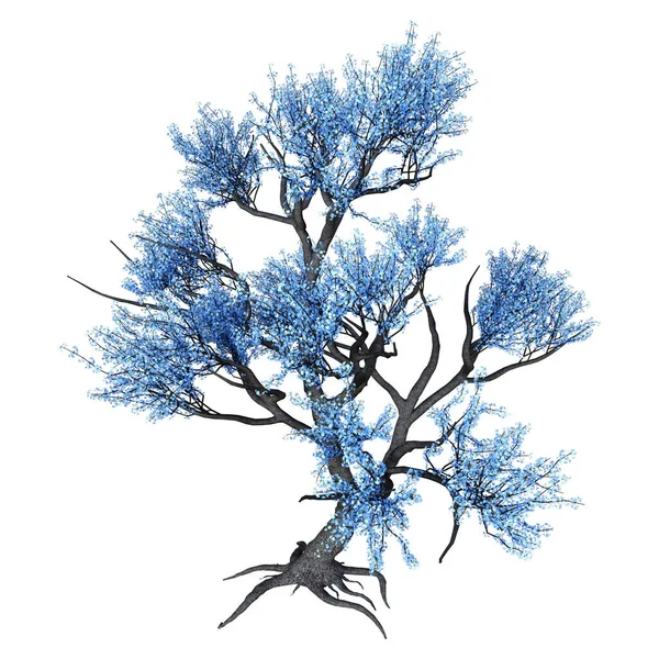 Beyaz Arka Plan Üzerinde Izole Mavi Çiçeklenme Sakura Ağacının Render — Stok fotoğraf