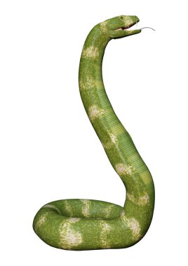 Beyaz arka planda izole yeşil Viper yılan 3D render