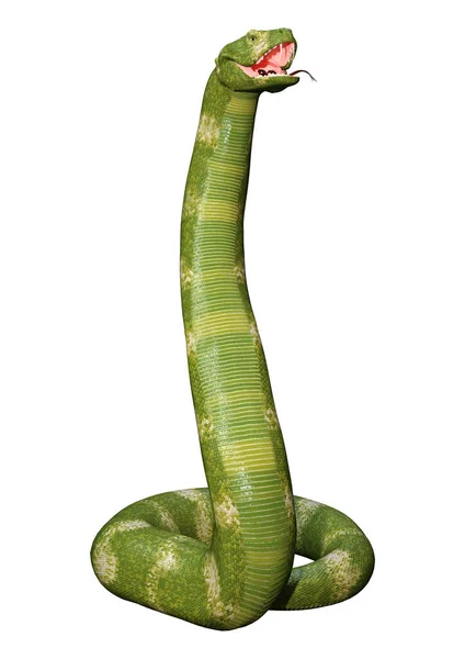 Rendering Van Een Groene Adder Slang Geïsoleerd Witte Achtergrond — Stockfoto