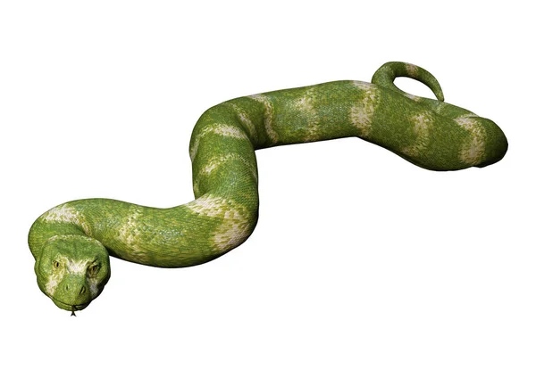 Rendering Green Viper Snake Isolated White Background — Stock Photo, Image
