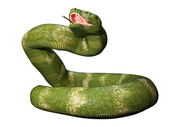 Representación Una Serpiente Víbora Verde Aislada Sobre Fondo Blanco —  Fotos de Stock