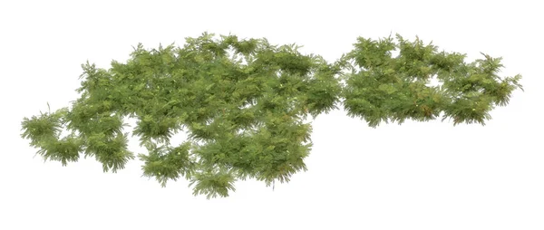Rendering Von Grünen Kamillenpflanzen Isoliert Auf Weißem Hintergrund — Stockfoto