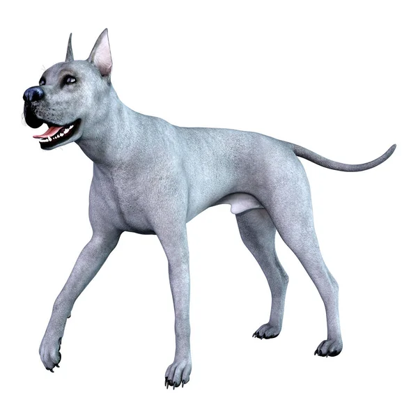 Rendering Blå Grand Danois Hund Isolerad Vit Bakgrund — Stockfoto