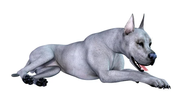 Renderização Cão Great Dane Azul Isolado Fundo Branco — Fotografia de Stock