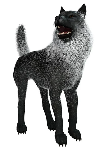 Rendering Black Wolf Isolated White Background — Stock Photo, Image