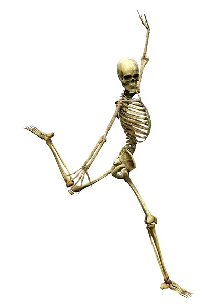 Darstellung Eines Menschlichen Skeletts Isoliert Auf Weißem Hintergrund — Stockfoto