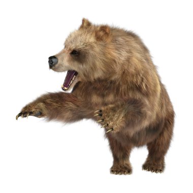 Beyaz arkaplanda izole edilmiş bir kahverengi ayının 3B görüntülemesi